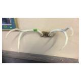 DEER ANTLERS