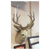 MULE DEER MOUNT