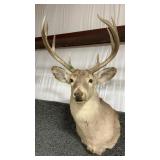 WHITETAIL DEER SHOULDER MOUNT