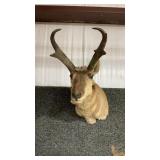 ANTELOPE SHOULDER MOUNT