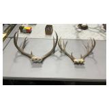 TWO MULE DEER ANTLER MOUNT