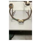 MULE DEER ANTLER MOUNT