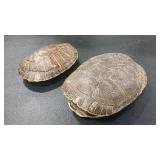 TURTLE  SHELLS
