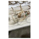 TWO WHITETAIL ANTLER MOUNTS