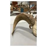 BIGHORN SHEEP EUROPEAN STYLE MOUNT