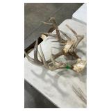 TWO WHITETAIL ANTLER MOUNTS
