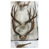 TWO MULEDEER ANTLER MOUNTS