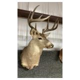 WHITETAIL DEER SHOULDER MOUNT