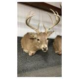 WHITETAIL DEER SHOULDER MOUNT