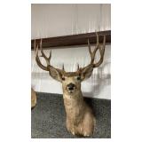 MULE DEER SHOULDER MOUNT