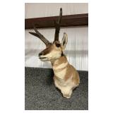 ANTELOPE SHOULDER MOUNT
