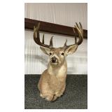 WHITETAIL DEER SHOULDER MOUNT