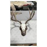 EUROPEAN STYLE MULE DEER MOUNT ON WOOD PALUQUE