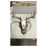 EUROPEAN STYLE WHITETAIL MOUNT ON WOOD PALUQUE