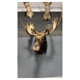 MOOSE SHOULDER MOUNT