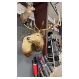 ROCKY MOUNTIAN ELK HEAD TURNED SHOULDER MOUNT