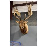 ROCKY MOUNTIAN ELK SHOULDER MOUNT 6X6