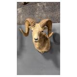 BIGHORN SHHEP TAXIDERMY SHOULDER MOUNT