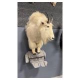 HALF BODY MOUNTIAN GOAT TAXIDERMY MOUNT