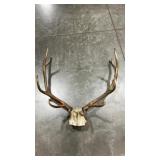 ELK ANTLER MOUNT
