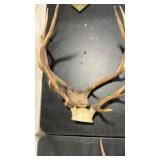 2 ELK ANTLER MOUNTS