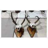 TWO EUROPEAN STYLE ANTELOPE MOUNTS ON WOOD PLAQUE