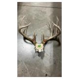MULE DEER ANTLER MOUNT