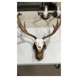 EUROPEAN STYLE MULE DEER MOUNT ON WOOD PALUQUE
