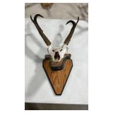 EUROPEAN STYLE ANTELOPE MOUNT ON WOOD PALUQUE