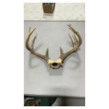 WHITETAIL ANTLER MOUNT