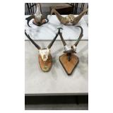 TWO EUROPEAN STYLE ANTELOPE MOUNTS ON WOOD PLAQUE