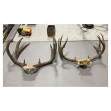 TWO MULE DEER ANTLER MOUNT