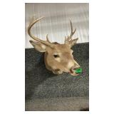 WHITETAIL SHOULDER MOUNT
