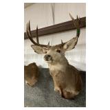 MULE DEER SHOULDER MOUNT