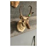 ANTELOPE SHOULDER MOUNT