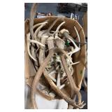 BOX OF ASSORTED MOOSE, ELK AND DEER ANTLERS