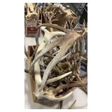 BOX OF ASSORTED ELK AND DEER ANTLERS