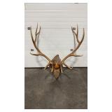ELK ANTLER 6X6 MOUNT ON DECORATIVE PLAUQUE