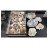 SEA SHELL ASSORTMENT