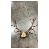 ELK ANTLER MOUNT
