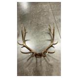 ELK ANTLER MOUNT