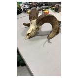 BIG HORN RAM SKULL