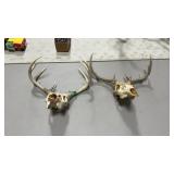 TWO WHITETAIL EUROPEAN MOUNTS