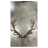 ELK ANTLER MOUNT