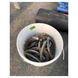 BUCKET OF OLD HORSE SHOES