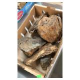 GROUP OF PETRIFIED WOOD