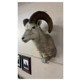 BIGHORN RAM SHEEP MOUNT, SHOT IN 1958, NO