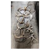 GROUP OF ASSORTED ANTLERS