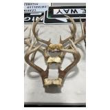 THREE SETS WHITETAIL DEER ANTLER MOUNTS