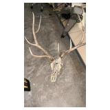 ATYPICAL EUROPEAN STYLE ELK MOUNT